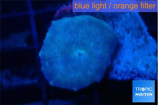 Discosoma avatar deep blue 1 polyp WYSIWYG acclimaté