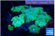 Discosoma watermelon 8-10 polyps WYSIWYG acclimaté