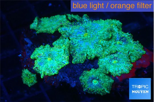 Discosoma watermelon 8-10 polyps WYSIWYG acclimaté