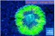 Ricordea yuma neon green ufo 1 polyp WYSIWYG acclimaté