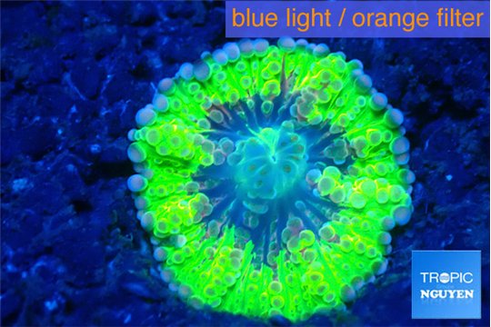 Ricordea yuma neon green ufo 1 polyp WYSIWYG acclimaté