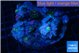 Ricordea yuma pink purple 5-7 polyps WYSIWYG acclimaté