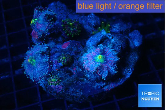 Ricordea yuma pink purple 5-7 polyps WYSIWYG acclimaté