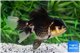 Tête de lion panda premium 9-10 cm WYSIWYG acclimaté