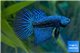 Betta plakat alien 5-6 cm WYSIWYG acclimaté