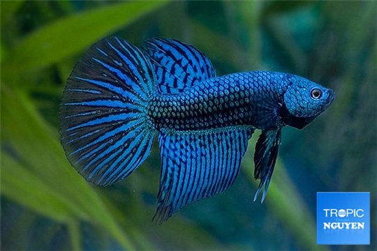 Betta plakat alien 5-6 cm WYSIWYG acclimaté