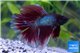 Betta halfmoon select 5-6 cm WYSIWYG acclimaté