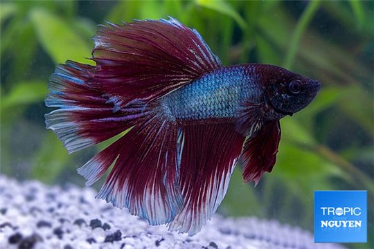 Betta halfmoon select 5-6 cm WYSIWYG acclimaté