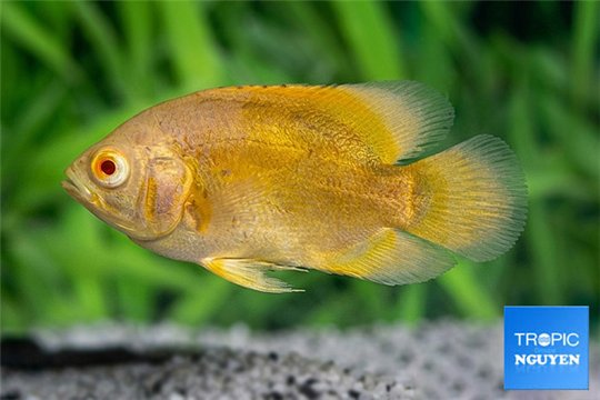 Astronautus oscar lemon albino 6-7 cm WYSIWYG acclimaté