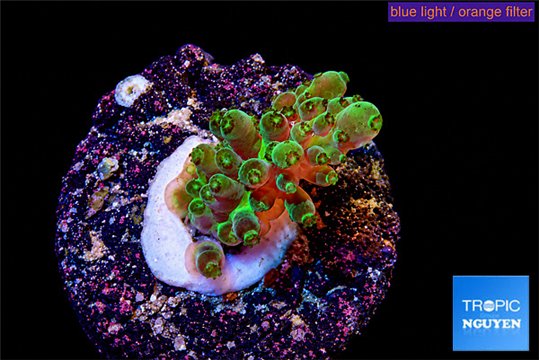 Acropora caroliniana banana 2-3 cm WYSIWYG acclimaté