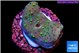 Sarcophython full neon green polyps Australia 2 cm WYSIWYG acclimaté