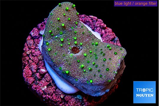 Sarcophython full neon green polyps Australia 2 cm WYSIWYG acclimaté