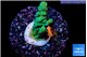 Acropora green purple tip 2-3 cm WYSIWYG acclimaté