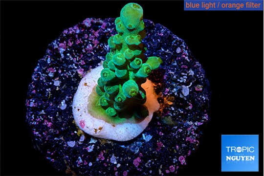 Acropora green purple tip 2-3 cm WYSIWYG acclimaté