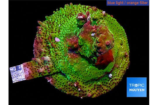 Acropora green 6-8 cm WYSIWYG acclimaté