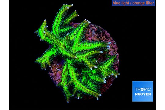 Seriatopra hystrix green gold 3-4 cm WYSIWYG acclimaté