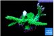 Acropora green & purple tip 4-6 cm WYSIWYG acclimaté