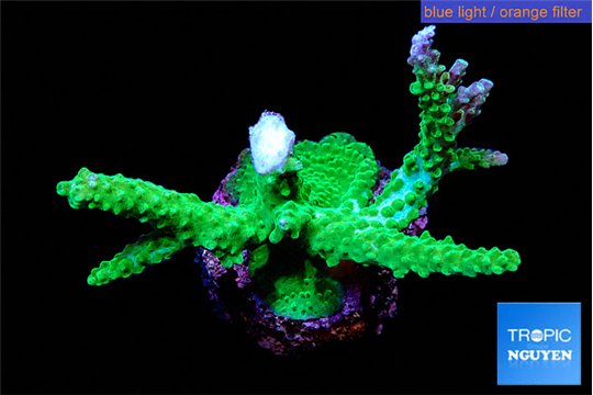 Acropora green & purple tip 4-6 cm WYSIWYG acclimaté