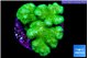 Pocillopora verrucosa toxic green 2-3 cm WYSIWYG acclimaté