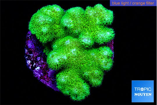 Pocillopora verrucosa toxic green 2-3 cm WYSIWYG acclimaté