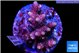 Acropora pink 5-6 cm WYSIWYG acclimaté