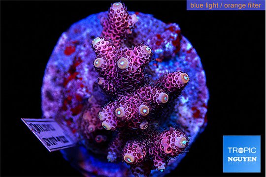 Acropora pink 5-6 cm WYSIWYG acclimaté