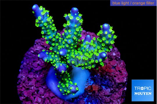 Acropora nana premium 3-4 cm WYSIWYG acclimaté