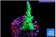 Acropora green purple tip 3-5 cm WYSIWYG acclimaté