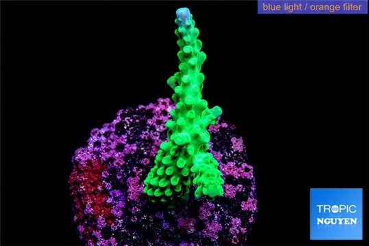 Acropora green purple tip 3-5 cm WYSIWYG acclimaté