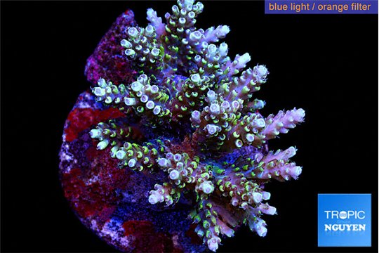 Acropora purple gold 7-10 cm WYSIWYG acclimaté