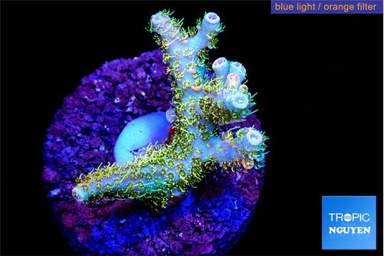 Acropora sunset neon toxic green polyps premium 2-4 cm WYSIWYG acclimaté