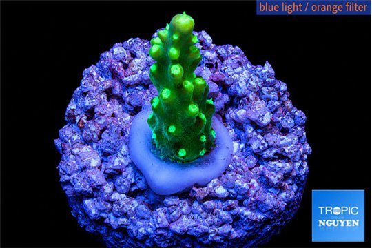 Acropora nana 1-2 cm WYSIWYG acclimaté