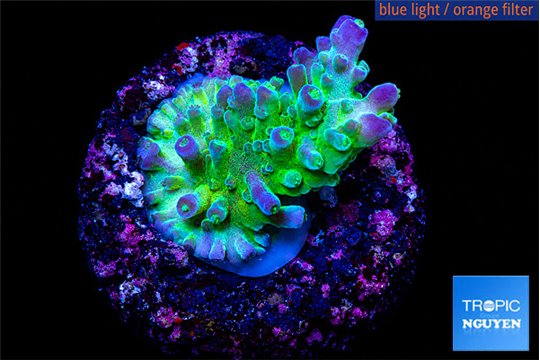 Acropora green & purple tip 2-3 cm WYSIWYG acclimaté