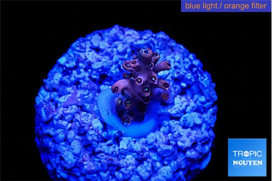 Acropora pink table 1-2 cm WYSIWYG acclimaté