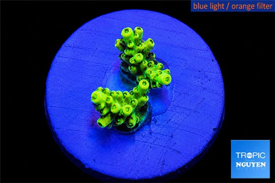 Acropora pikachu gold 2 cm WYSIWYG acclimaté