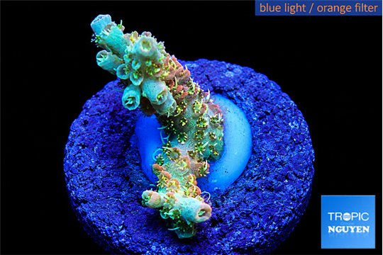 Acropora sunset neon toxic green polyps premium 2-3 cm WYSIWYG acclimaté