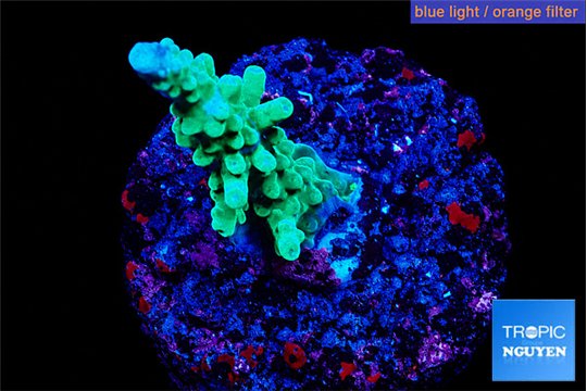 Acropora green purple tip 2-3 cm WYSIWYG acclimaté