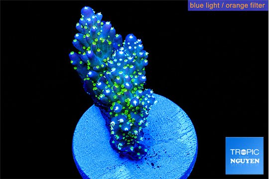 Acropora nana premium 3-5 cm WYSIWYG acclimaté
