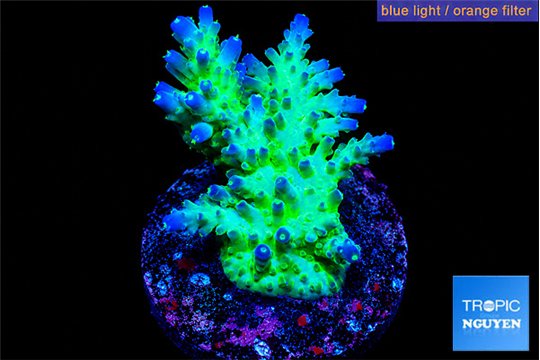 Acropora green & blue tip Fijii 3-5 cm WYSIWYG acclimaté