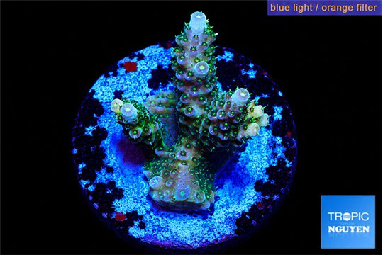 Acropora sunset 2-3 cm WYSIWYG acclimaté