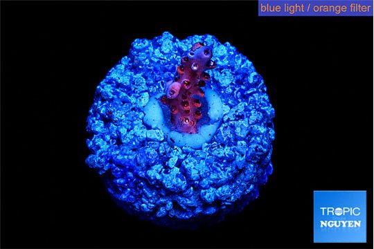 Acropora pink 1 cm WYSIWYG acclimaté