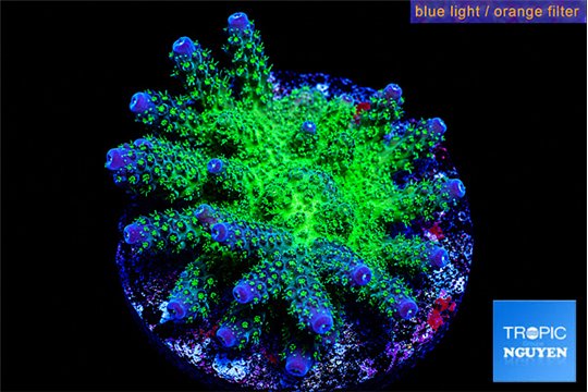 Acropora gemmifera green & purple tip 4-6 cm WYSIWYG acclimaté