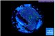 Sarcophython full neon green polyps Australia 2 cm WYSIWYG acclimaté