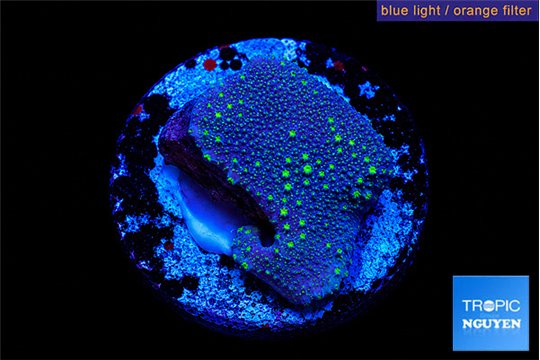 Sarcophython full neon green polyps Australia 2 cm WYSIWYG acclimaté