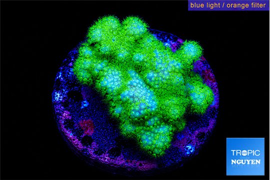 Pocillopora verrucosa toxic green 2-3 cm WYSIWYG acclimaté