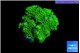 Pocillopora verrucosa toxic green 2 cm WYSIWYG acclimaté