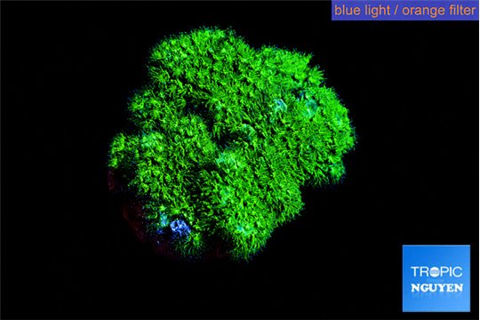 Pocillopora verrucosa toxic green 2 cm WYSIWYG acclimaté