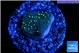 Sarcophython full neon green polyps Australia 2 cm WYSIWYG acclimaté
