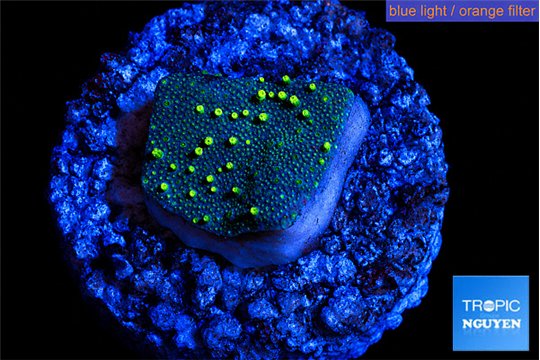 Sarcophython full neon green polyps Australia 2 cm WYSIWYG acclimaté