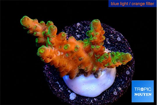 Acropora green & purple tip 3-4 cm WYSIWYG acclimaté